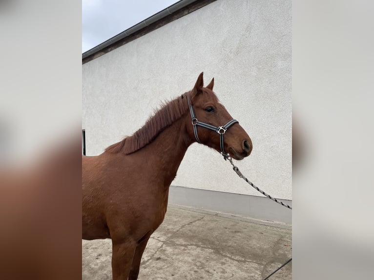 Niemiecki kuc wierzchowy Wałach 7 lat 148 cm Kasztanowata in Dahme/Mark