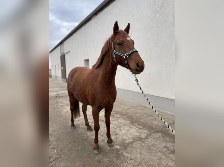 Niemiecki kuc wierzchowy Wałach 7 lat 148 cm Kasztanowata in Dahme/Mark