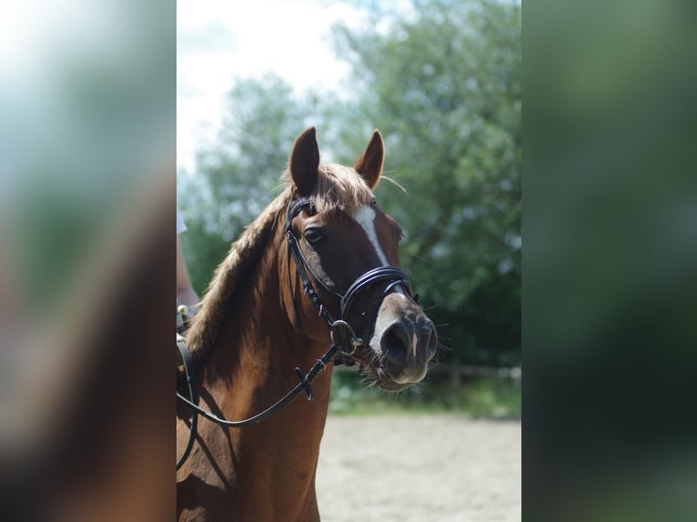 Niemiecki kuc wierzchowy Wałach 7 lat 148 cm Kasztanowata in Lüdersdorf