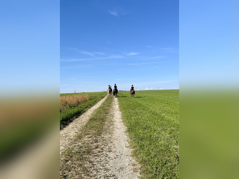 Niemiecki kuc wierzchowy Wałach 7 lat 150 cm Gniada in Schlierbach