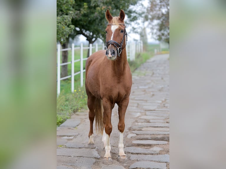 Niemiecki kuc wierzchowy Wałach 7 lat 150 cm Kasztanowata in Hochdorf-Assenheim