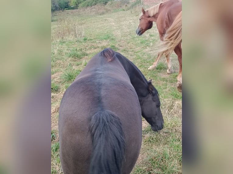 Niemiecki kuc wierzchowy Mix Wałach 8 lat 140 cm Grullo in Gerstungen