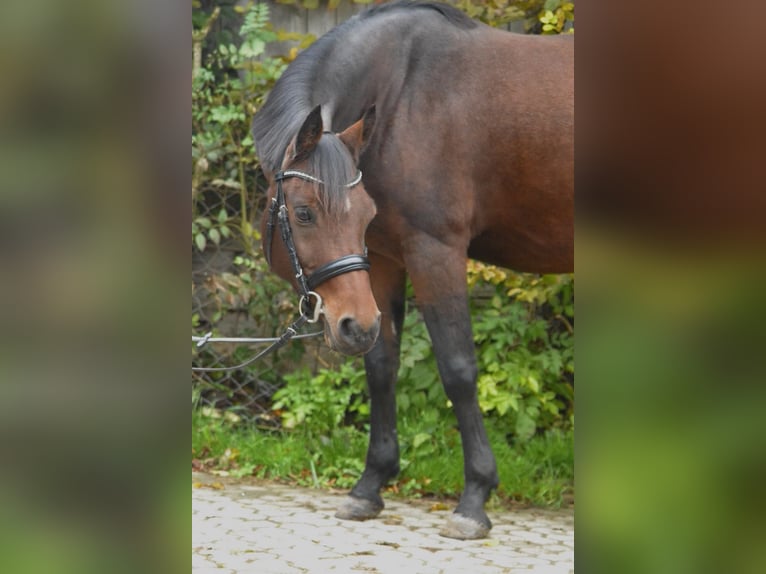 Niemiecki kuc wierzchowy Wałach 8 lat 143 cm Gniada in Würzburg