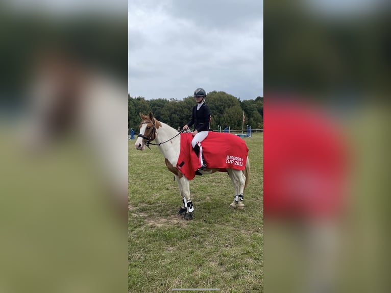 Niemiecki kuc wierzchowy Wałach 8 lat 144 cm Srokata in Augusteborg