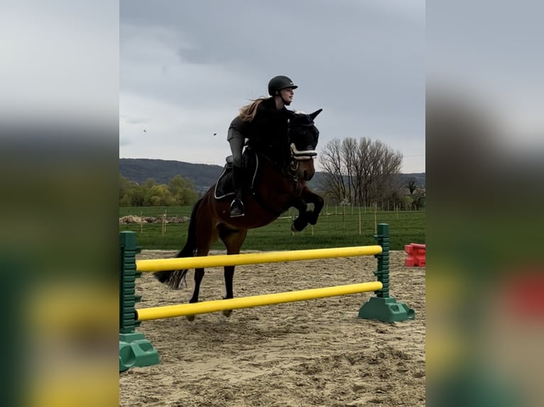 Niemiecki kuc wierzchowy Mix Wałach 8 lat 145 cm Gniada in Gaienhofen