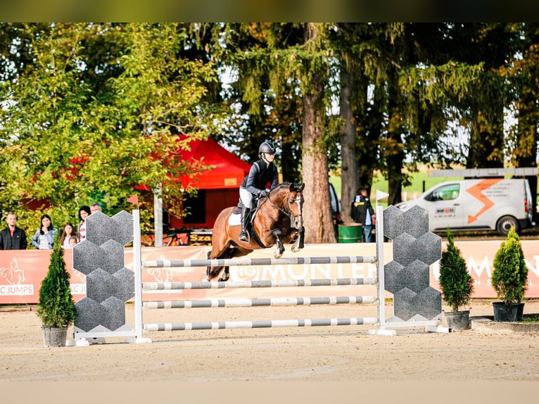 Niemiecki kuc wierzchowy Wałach 9 lat 147 cm Ciemnogniada in Dörpstedt