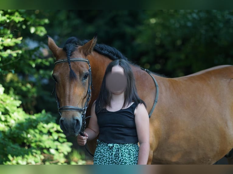 Niemiecki kuc wierzchowy Mix Wałach 9 lat 148 cm Gniada in Eppendorf