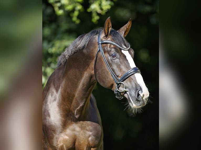 NIKAN'S DIAMOND KWPN Étalon Alezan brûlé in Werder