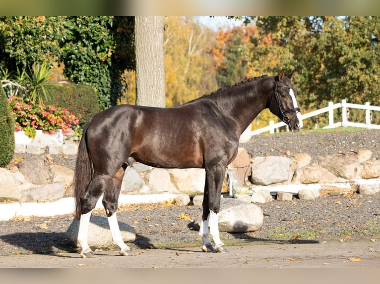 NIKAN'S DIAMOND KWPN Étalon in Werder