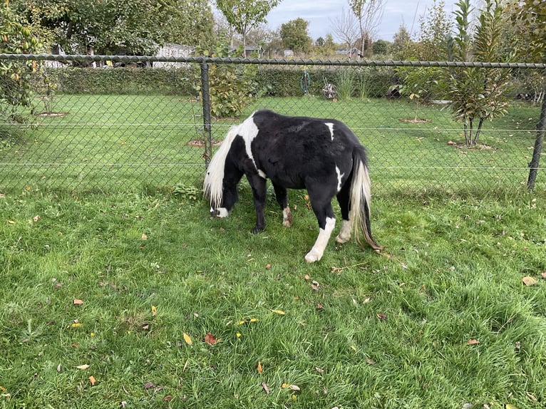 NMPRS Caballo castrado 2 años in Apeldoorn
