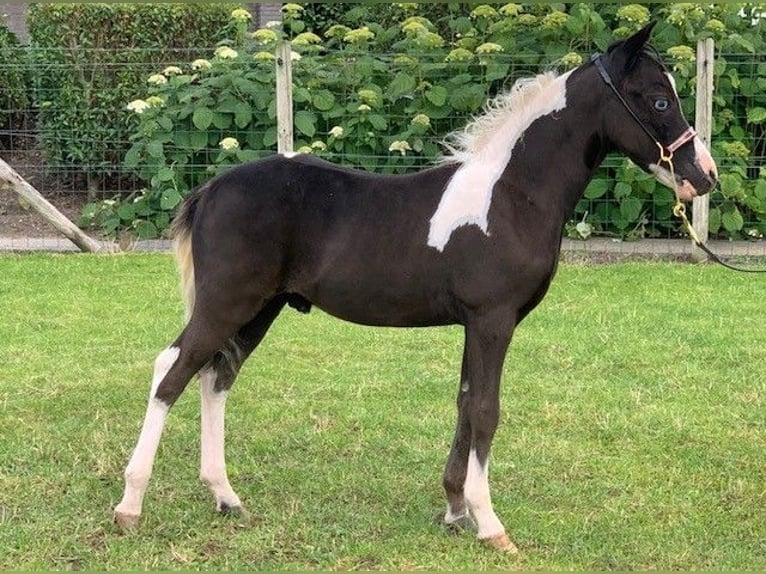 NMPRS Caballo castrado 2 años in Apeldoorn