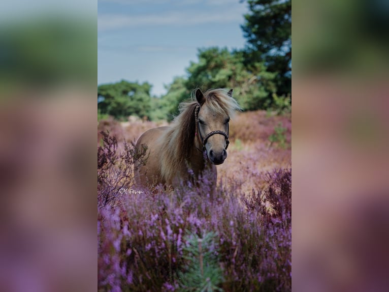 NMPRS Caballo castrado 3 años 94 cm Buckskin/Bayo in Heemskerk