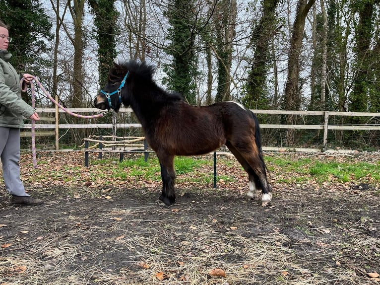 NMPRS Caballo castrado 4 años 100 cm Castaño oscuro in Emmen