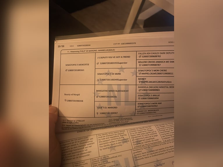 NMPRS Caballo castrado 4 años 100 cm Castaño oscuro in Emmen