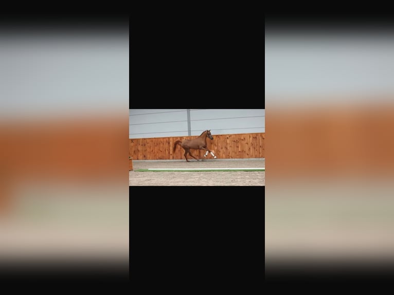 NMPRS Caballo castrado 4 años 144 cm Alazán in Maldegem