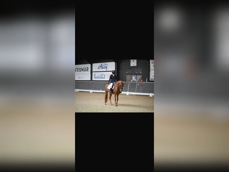 NMPRS Caballo castrado 4 años 144 cm Alazán in Maldegem