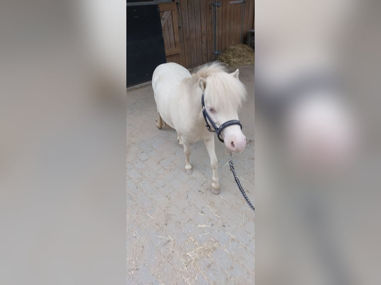 NMPRS Caballo castrado 4 años Cremello in Almere