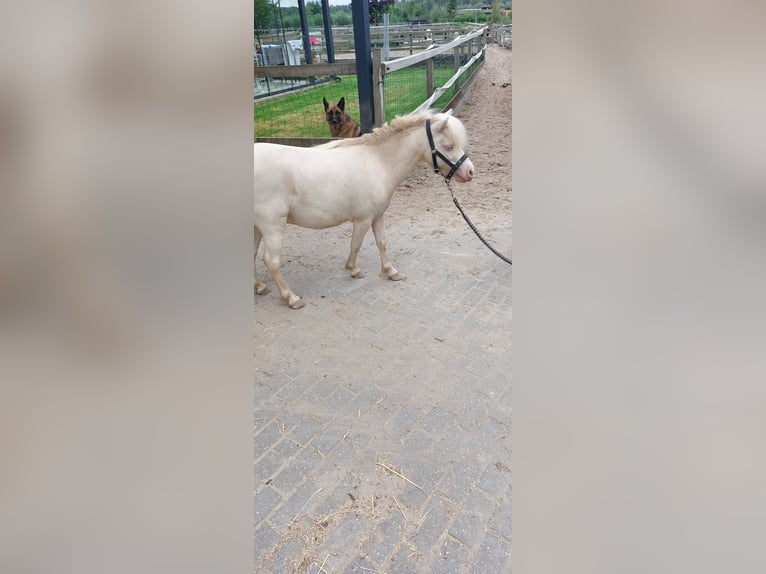 NMPRS Caballo castrado 4 años Cremello in Almere