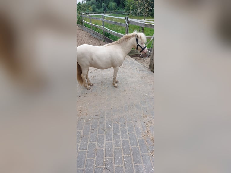 NMPRS Caballo castrado 4 años Cremello in Almere