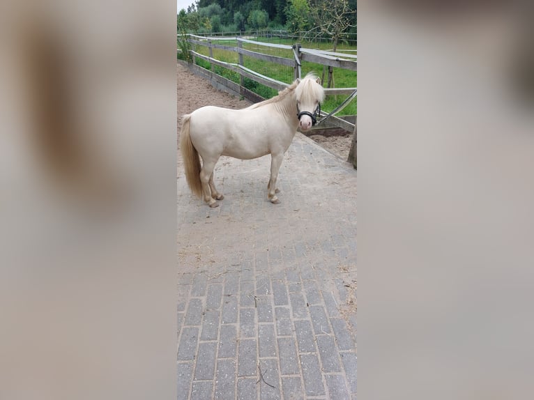 NMPRS Caballo castrado 4 años Cremello in Almere