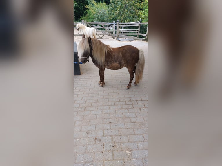 NMPRS Caballo castrado 4 años Cremello in Almere