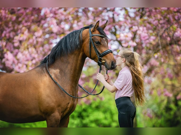 NMPRS Caballo castrado 6 años 146 cm Castaño in Sm