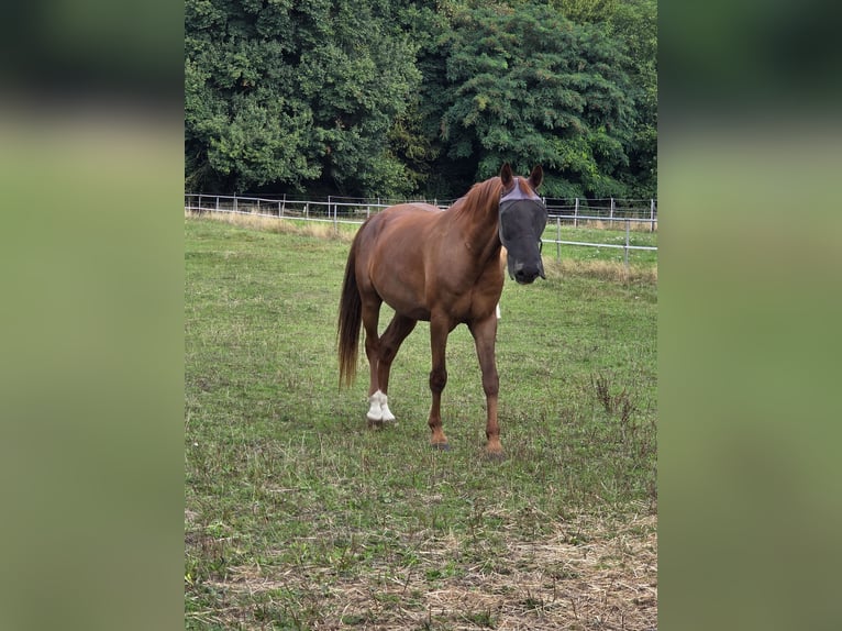 NMPRS Caballo castrado 6 años 155 cm Alazán in Landgraaf