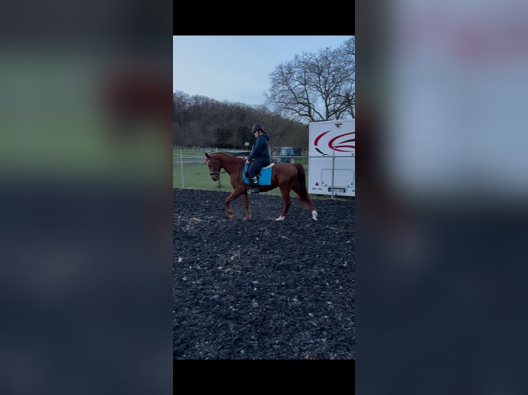 NMPRS Caballo castrado 6 años 155 cm Alazán in Landgraaf