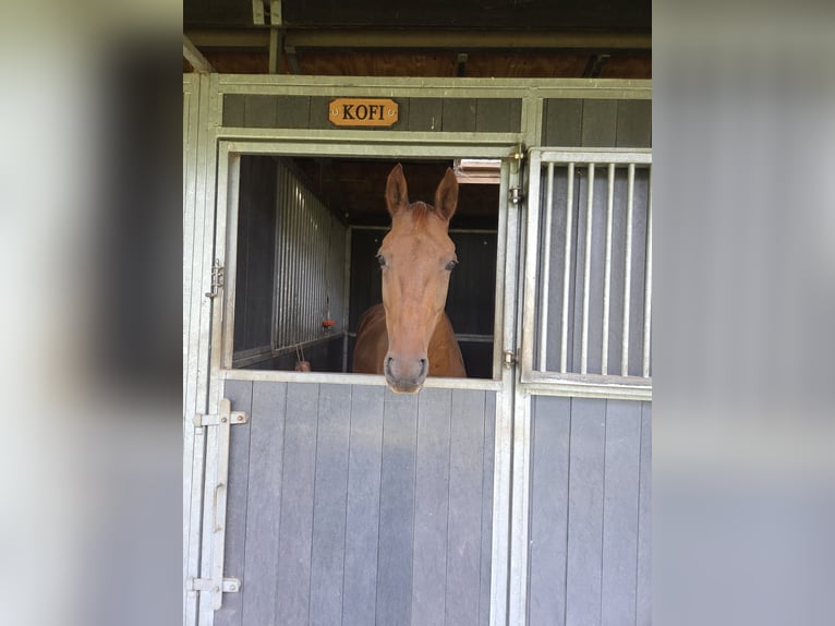 NMPRS Caballo castrado 6 años 155 cm Alazán in Landgraaf