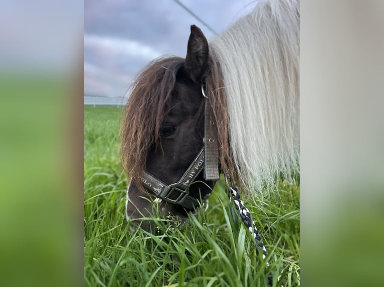 NMPRS Caballo castrado 7 años 87 cm in Gau&#xDF;ig