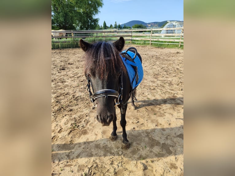 NMPRS Caballo castrado 7 años 95 cm Negro in Heidelberg