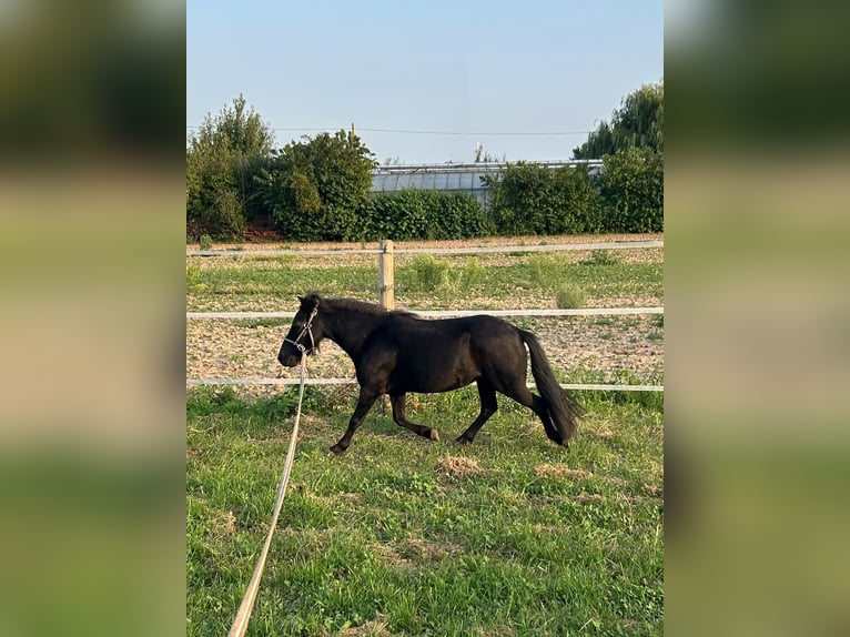 NMPRS Caballo castrado 7 años 95 cm Negro in Heidelberg