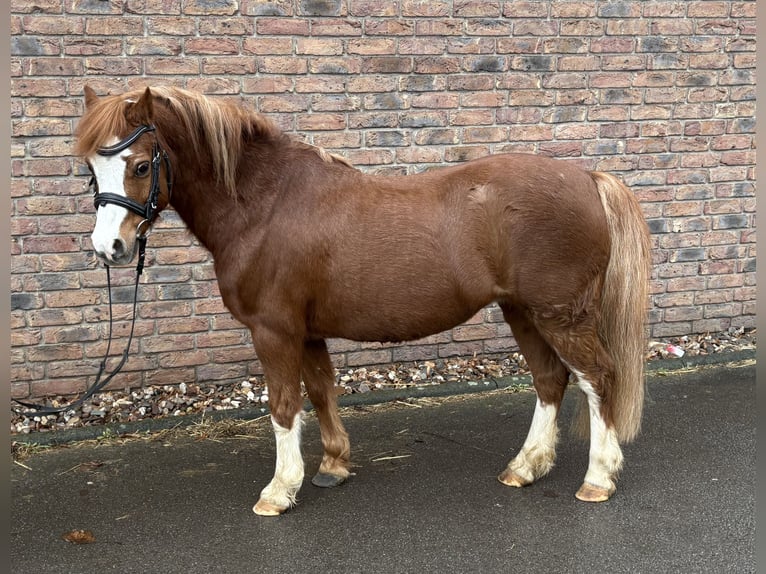 NMPRS Castrone 12 Anni 120 cm Sauro in Niederkassel