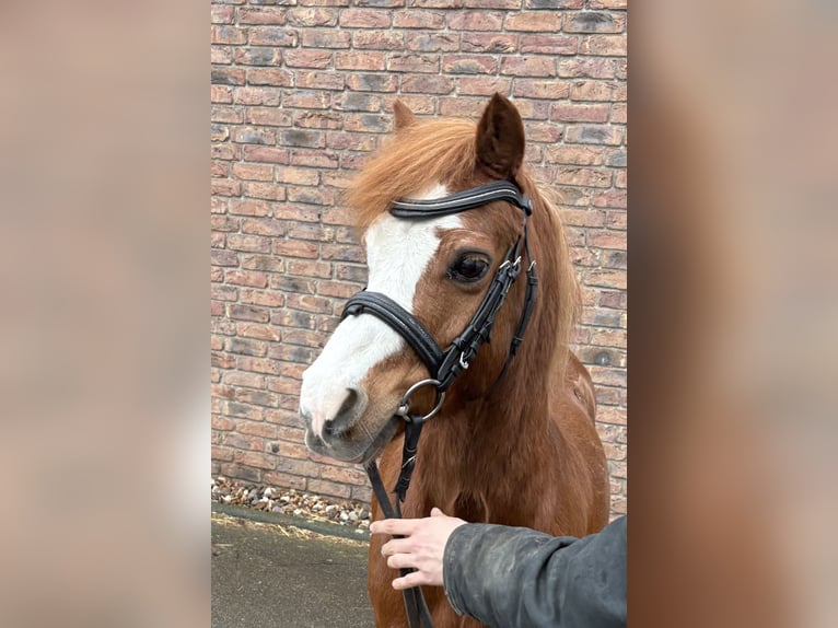 NMPRS Castrone 14 Anni 120 cm Sauro in Niederkassel