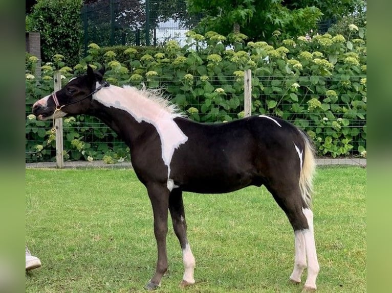 NMPRS Castrone 2 Anni in Apeldoorn