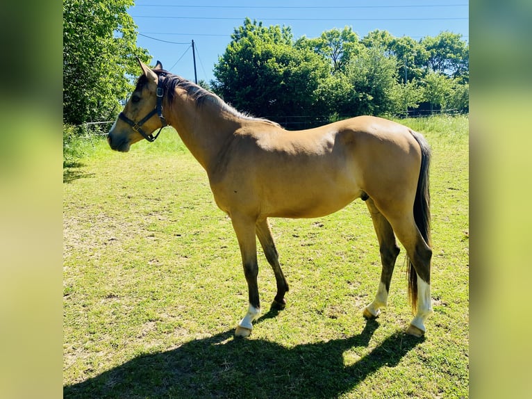 NMPRS Mix Castrone 3 Anni 157 cm Falbo in Oberhonnefeld-Gierend