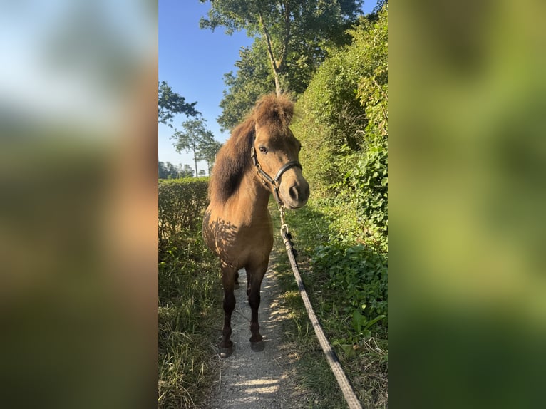 NMPRS Castrone 3 Anni 80 cm Baio ciliegia in 's-Gravenhage