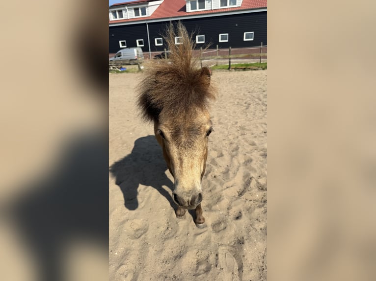 NMPRS Castrone 3 Anni 80 cm Baio ciliegia in Warmond