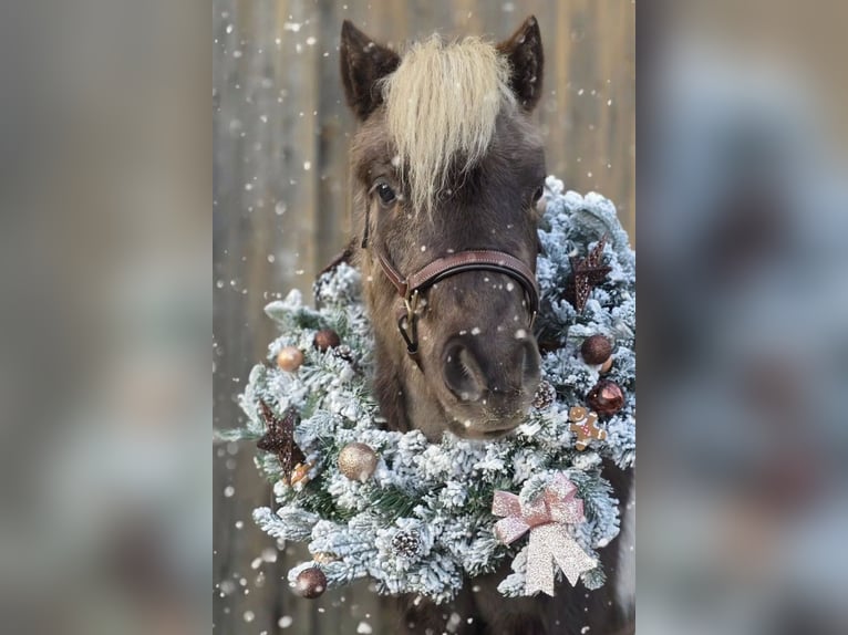 NMPRS Castrone 3 Anni 92 cm Tobiano-tutti i colori in Heemskerk