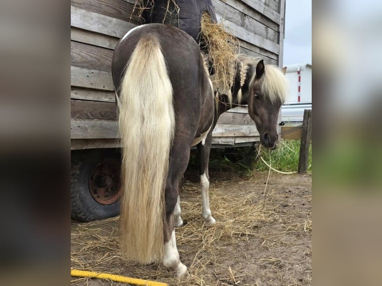 NMPRS Castrone 3 Anni 92 cm Tobiano-tutti i colori in Heemskerk