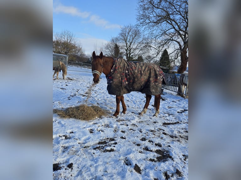 NMPRS Castrone 6 Anni 155 cm Sauro in Landgraaf