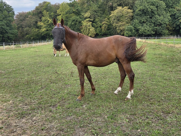 NMPRS Castrone 6 Anni 155 cm Sauro in Landgraaf