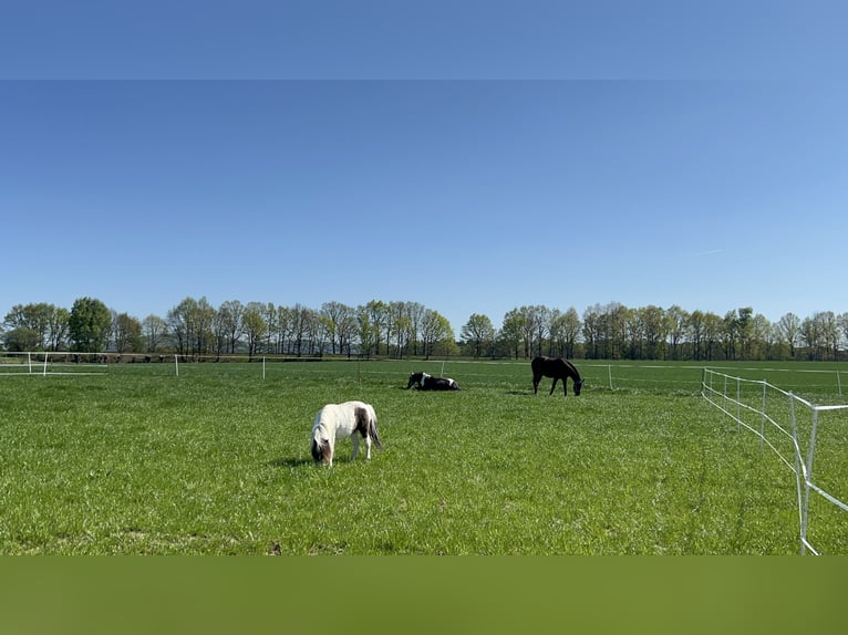 NMPRS Castrone 7 Anni 87 cm in Gau&#xDF;ig