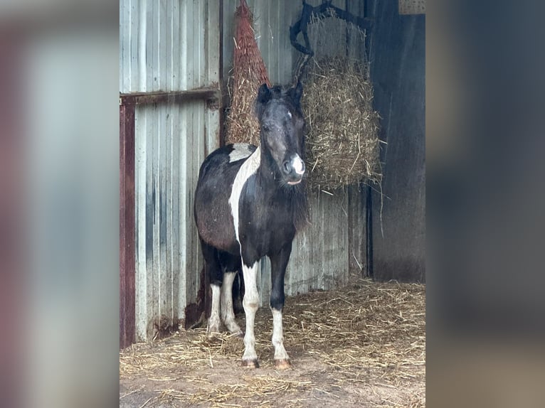 NMPRS Croisé Étalon 2 Ans 85 cm Pinto in Brunssum