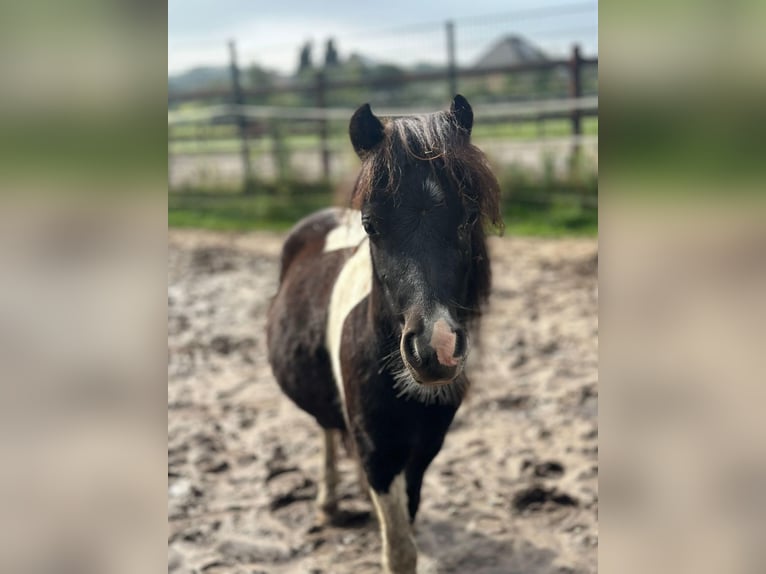 NMPRS Croisé Étalon 2 Ans 85 cm Pinto in Brunssum