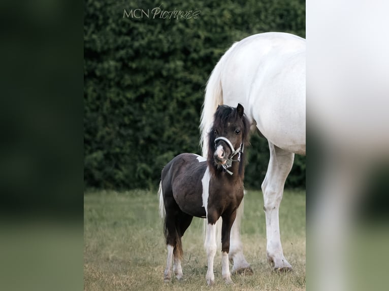 NMPRS Croisé Étalon 2 Ans 85 cm Pinto in Brunssum