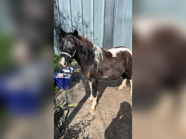 NMPRS Croisé Étalon 2 Ans 85 cm Pinto in Brunssum