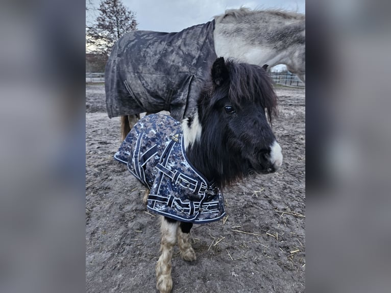 NMPRS Croisé Étalon 2 Ans 85 cm Pinto in Brunssum