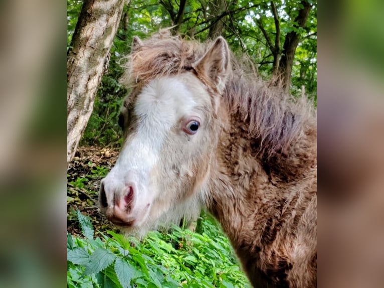 NMPRS Étalon 4 Ans Champagne in Wetzlar