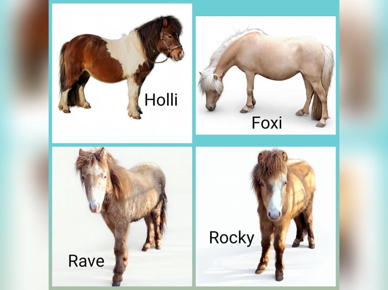 NMPRS Étalon 4 Ans Champagne in Wetzlar